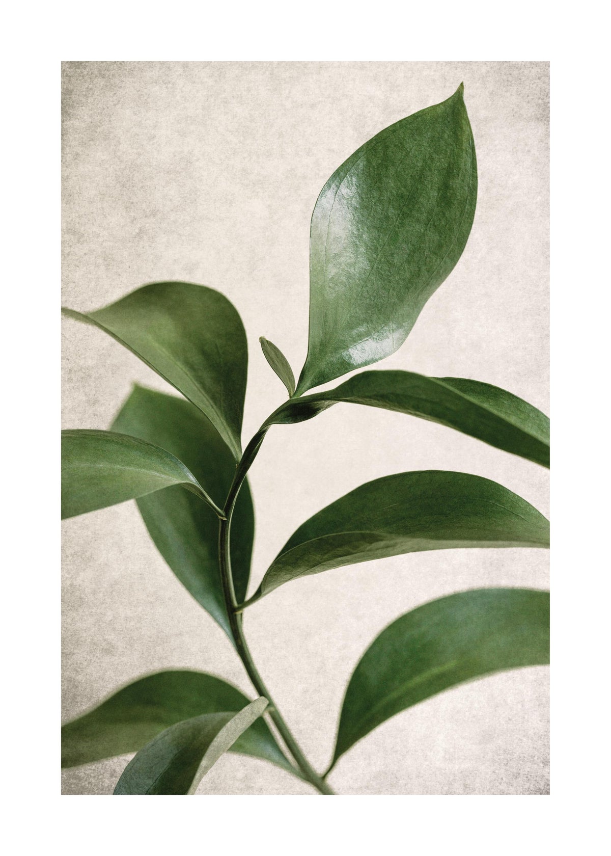 Green Botanical Print
