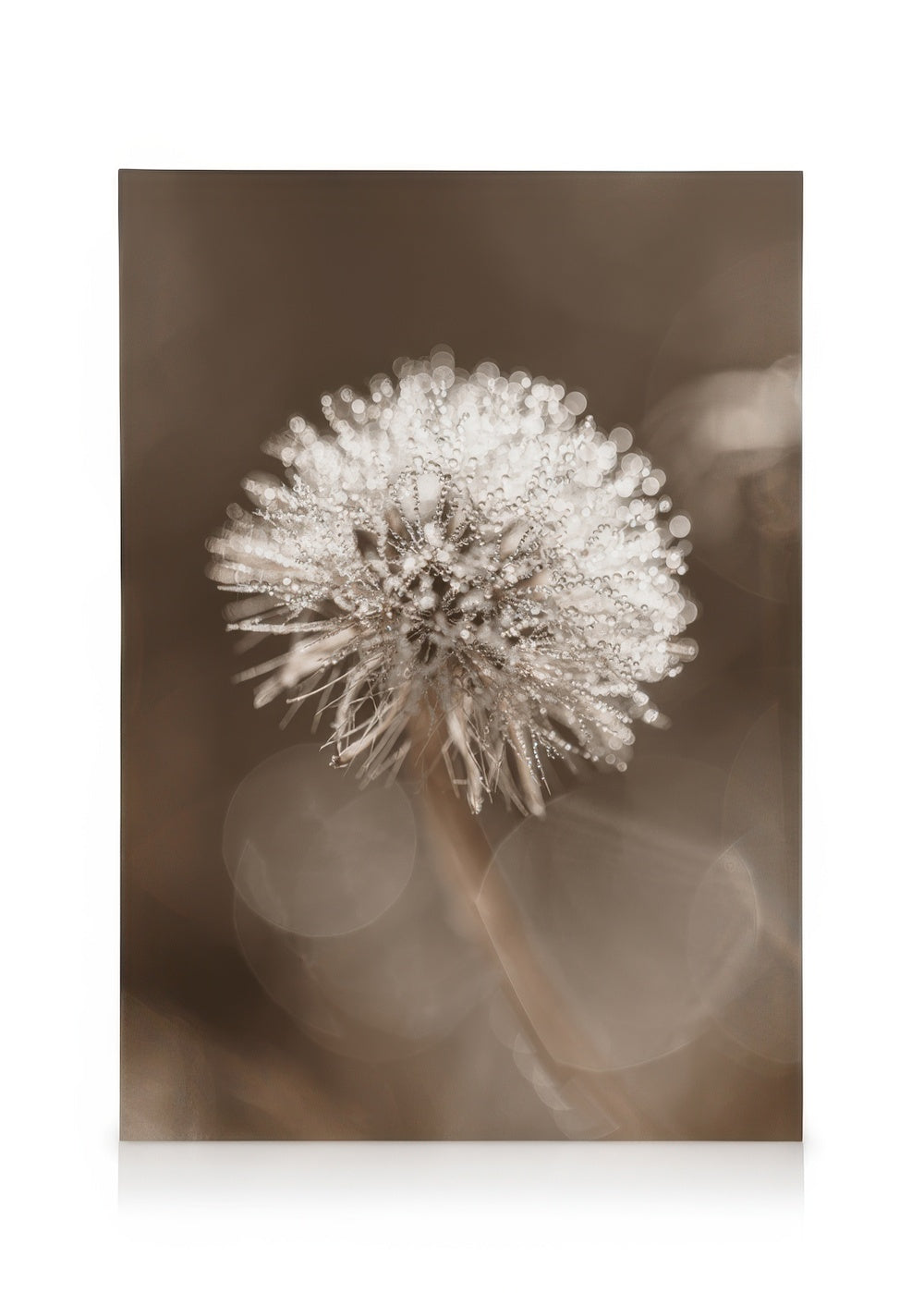 Dark Dandelion Canvas print