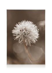 Dark Dandelion Canvas print