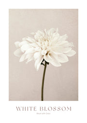 White Blossom No1 Print