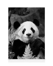 Giant Panda Canvas print