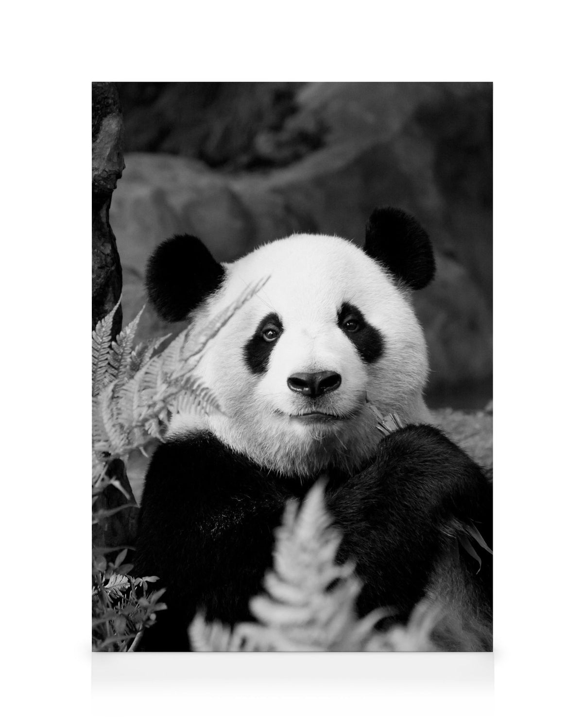 Giant Panda Canvas print