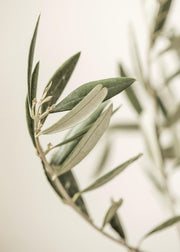 Branch of an Olive Print