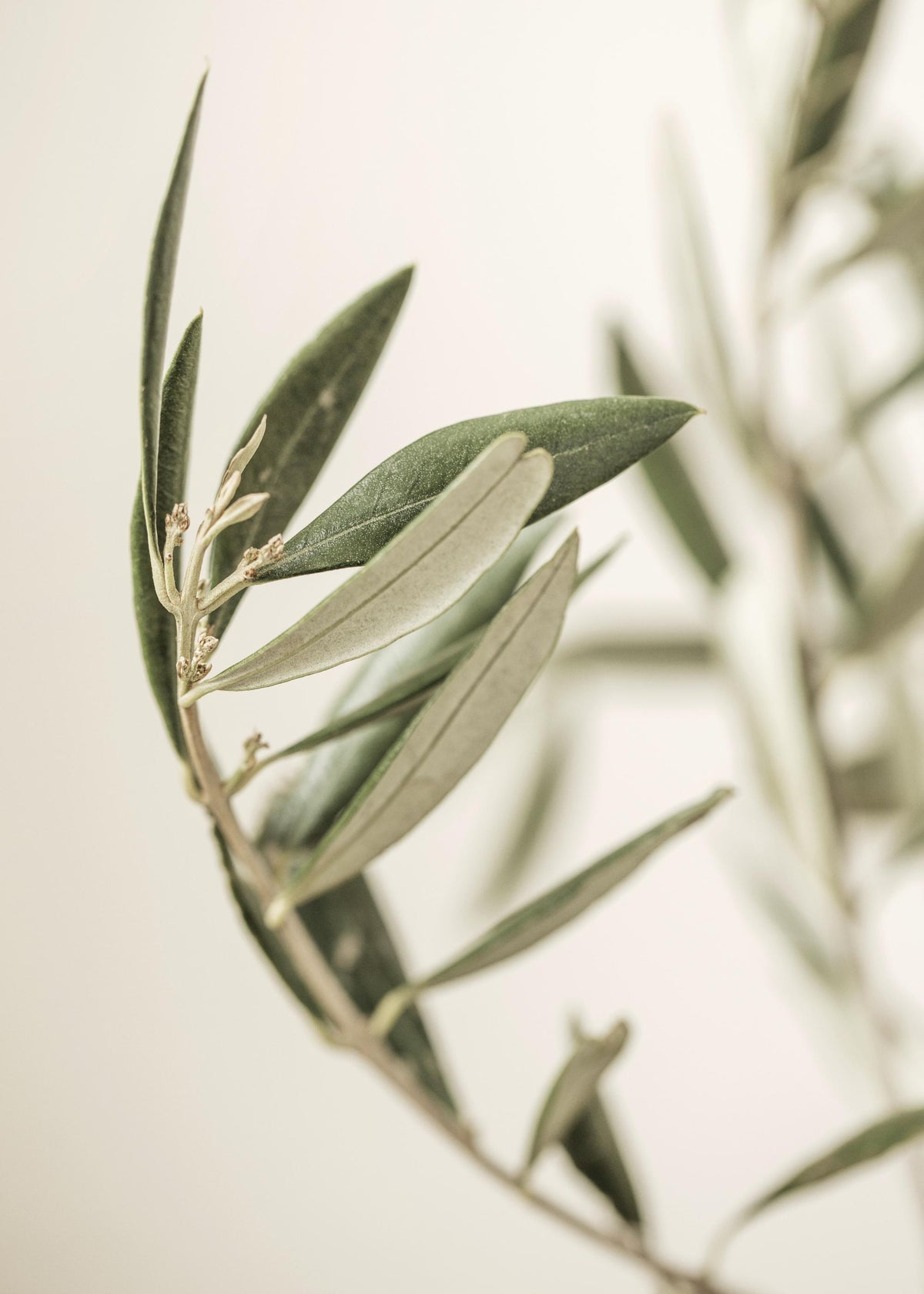 Branch of an Olive Print