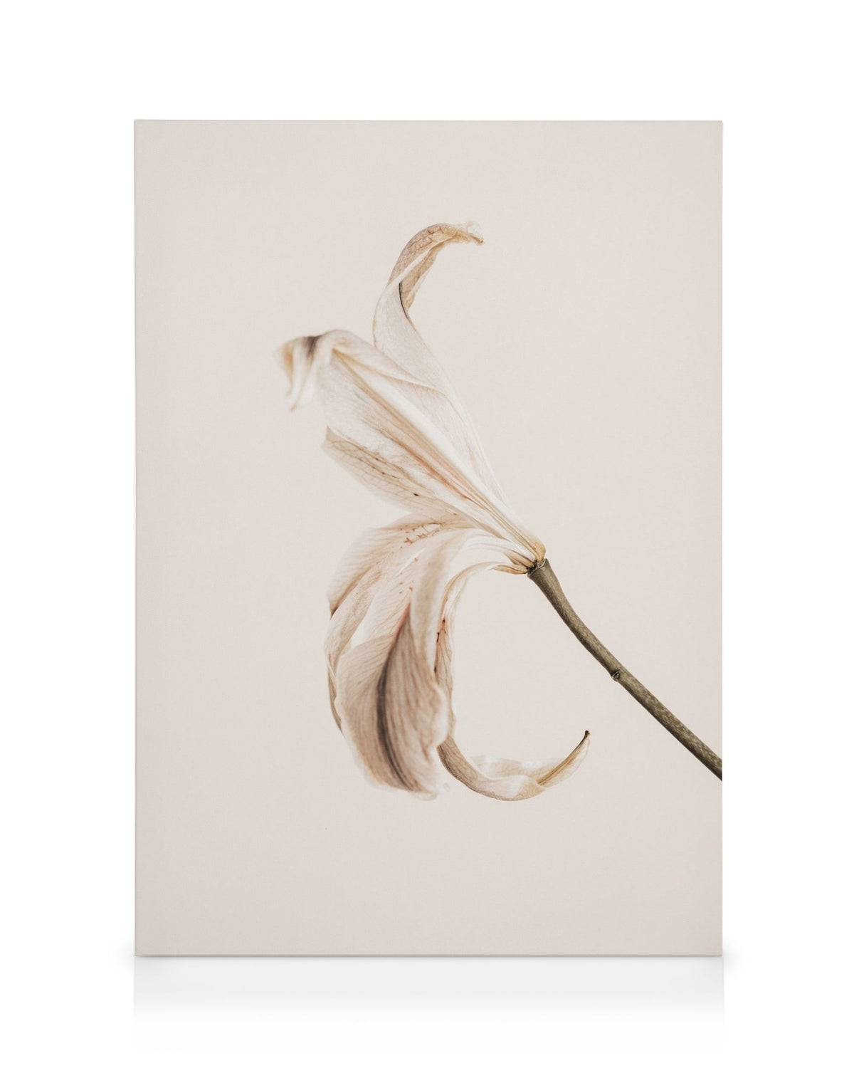 Soft Lily No2 Canvas print