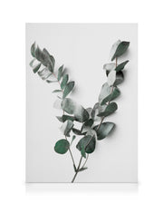 Eucalyptus Twigs No2 Canvas print