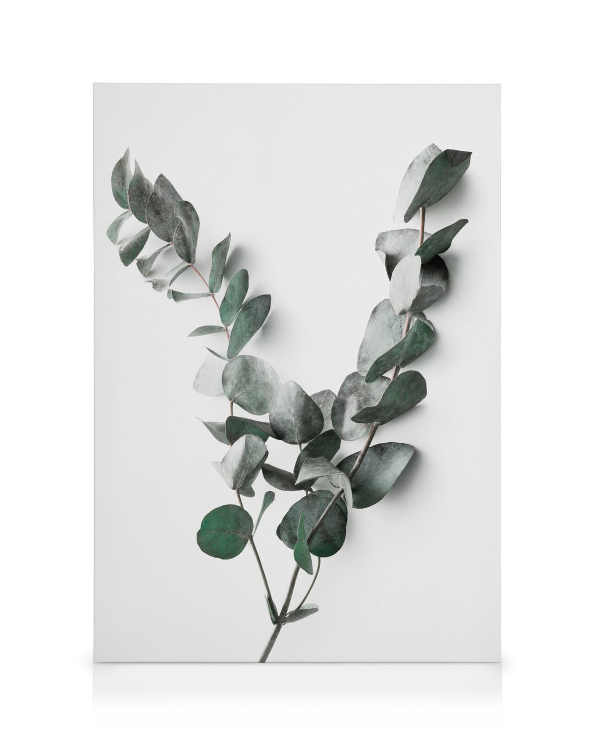 Eucalyptus Twigs No2 Canvas print