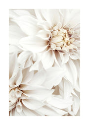 White Dahlias Print