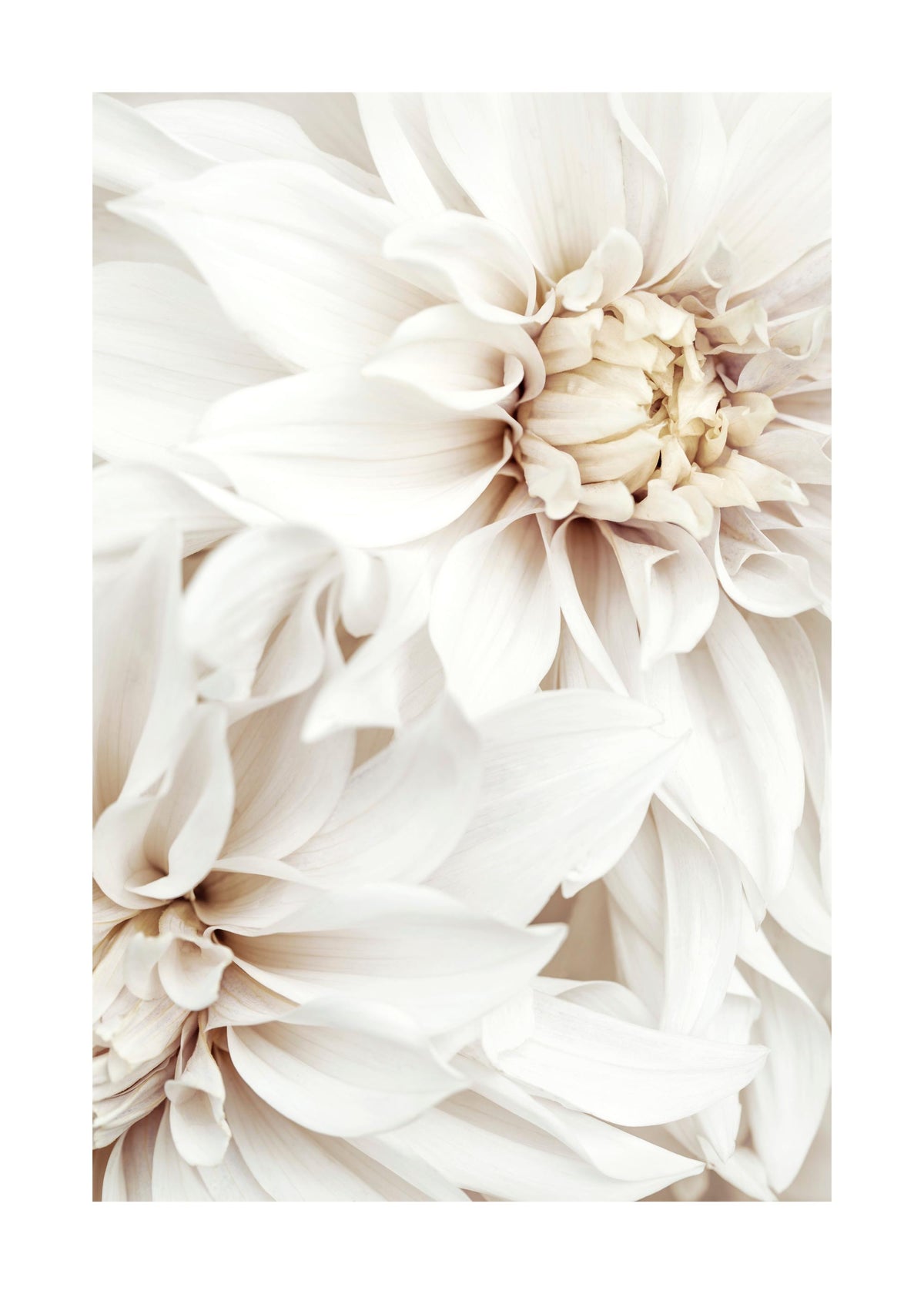White Dahlias Print