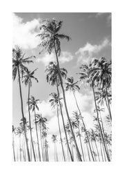 Richard Podgurski - Kauai Palms Print