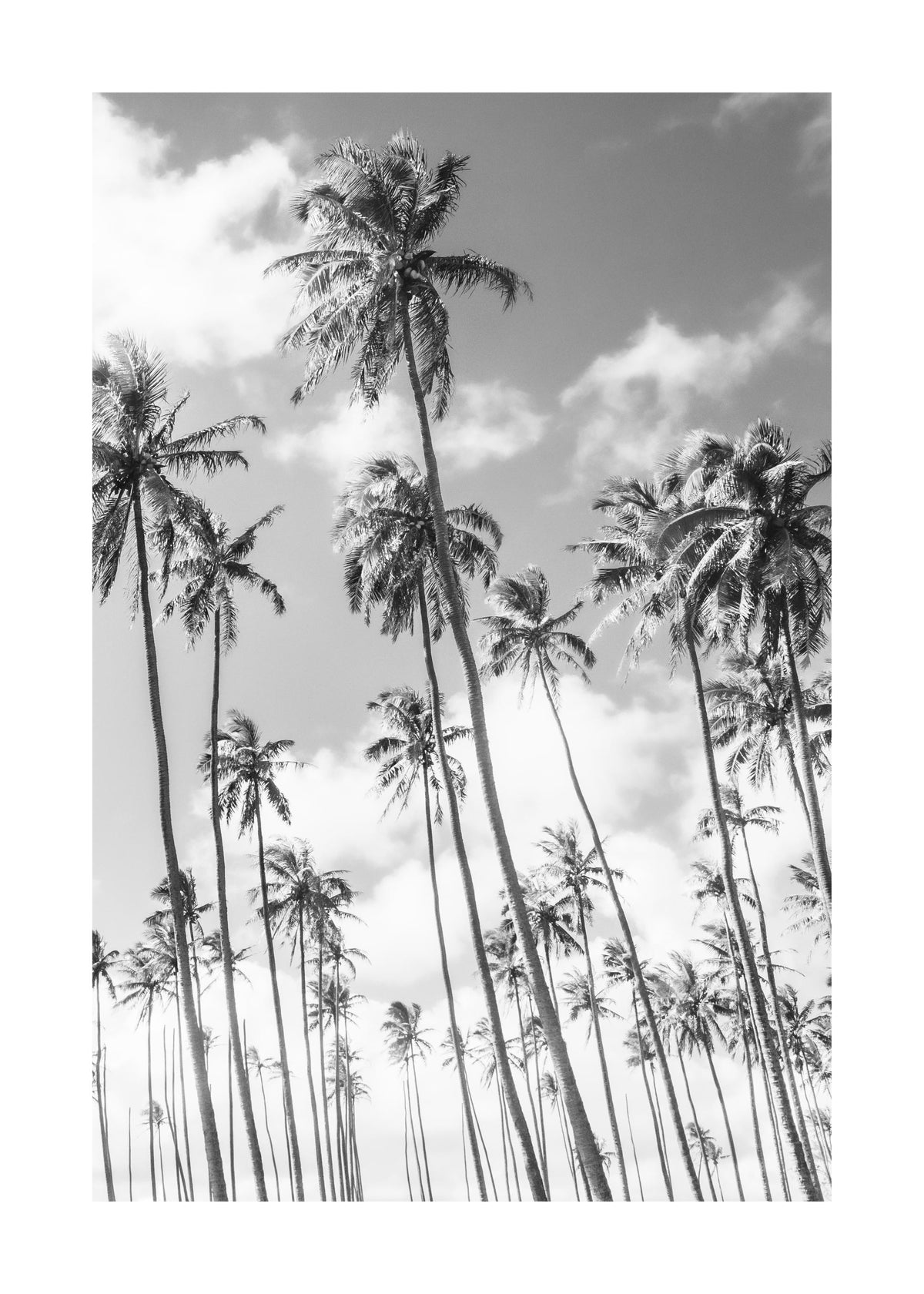Richard Podgurski - Kauai Palms Print