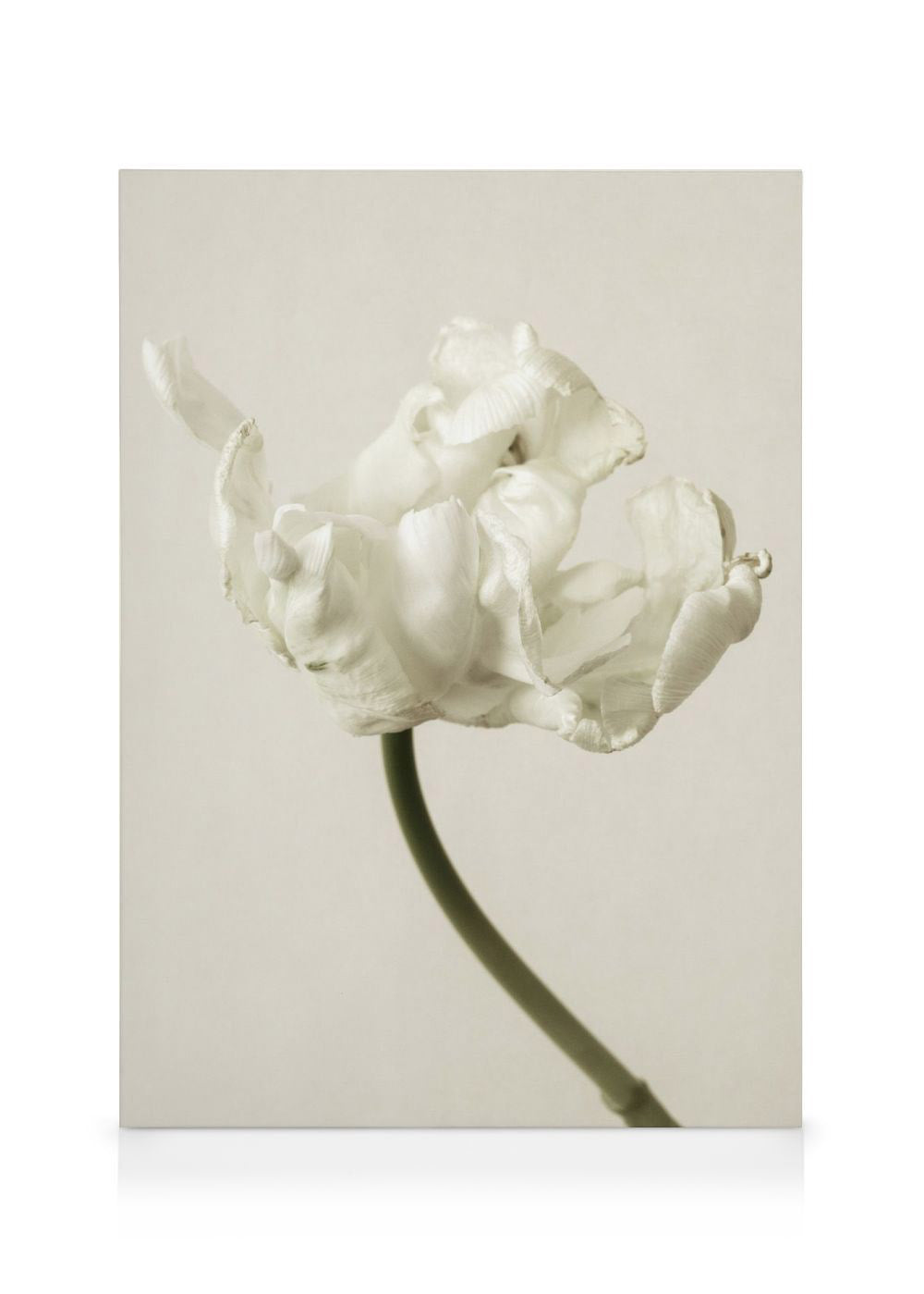 Silent Blossom Canvas print