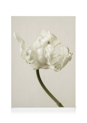 Silent Blossom Canvas print