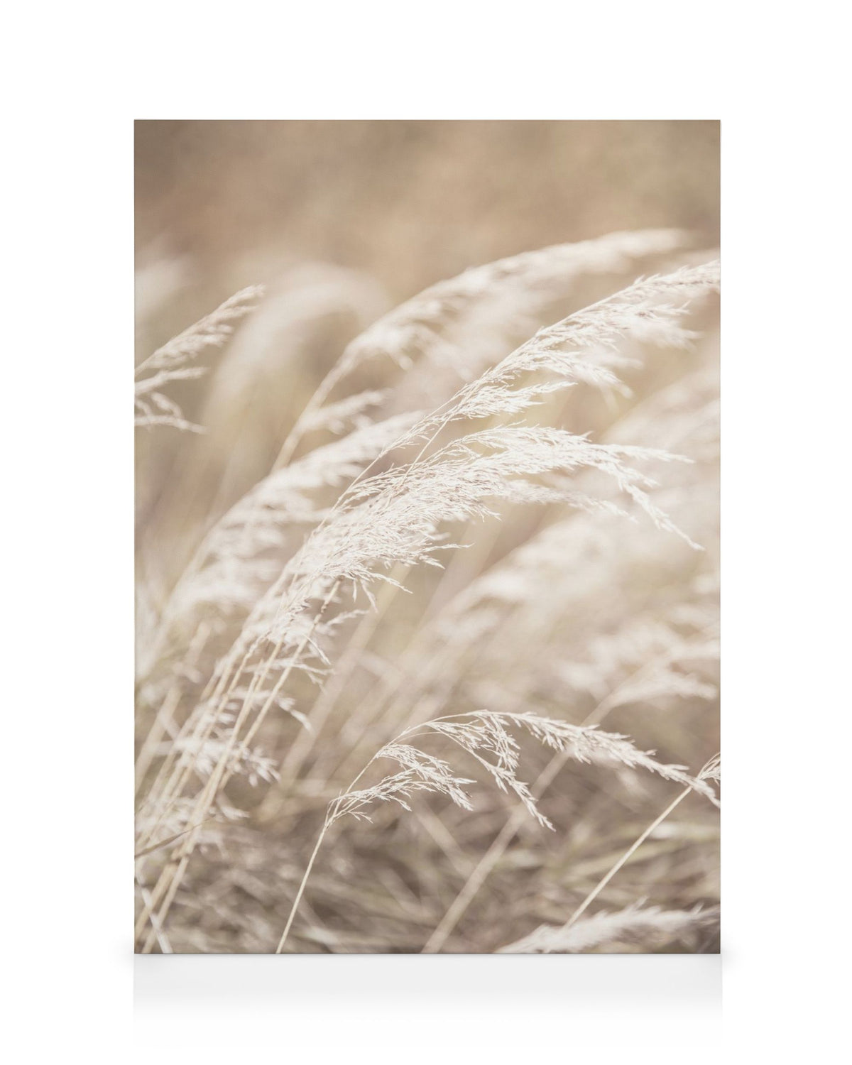 Dried Grass on Field No4 Canvas print