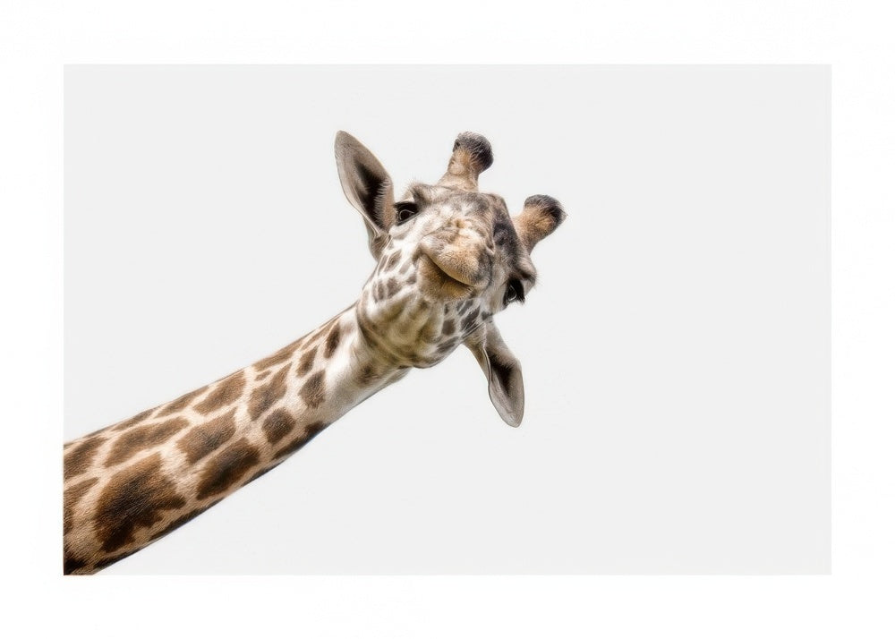 Curious Giraffe Print