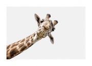 Curious Giraffe Print