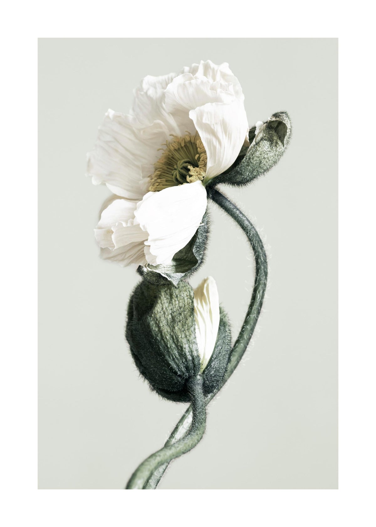 Blooming White Poppies Print