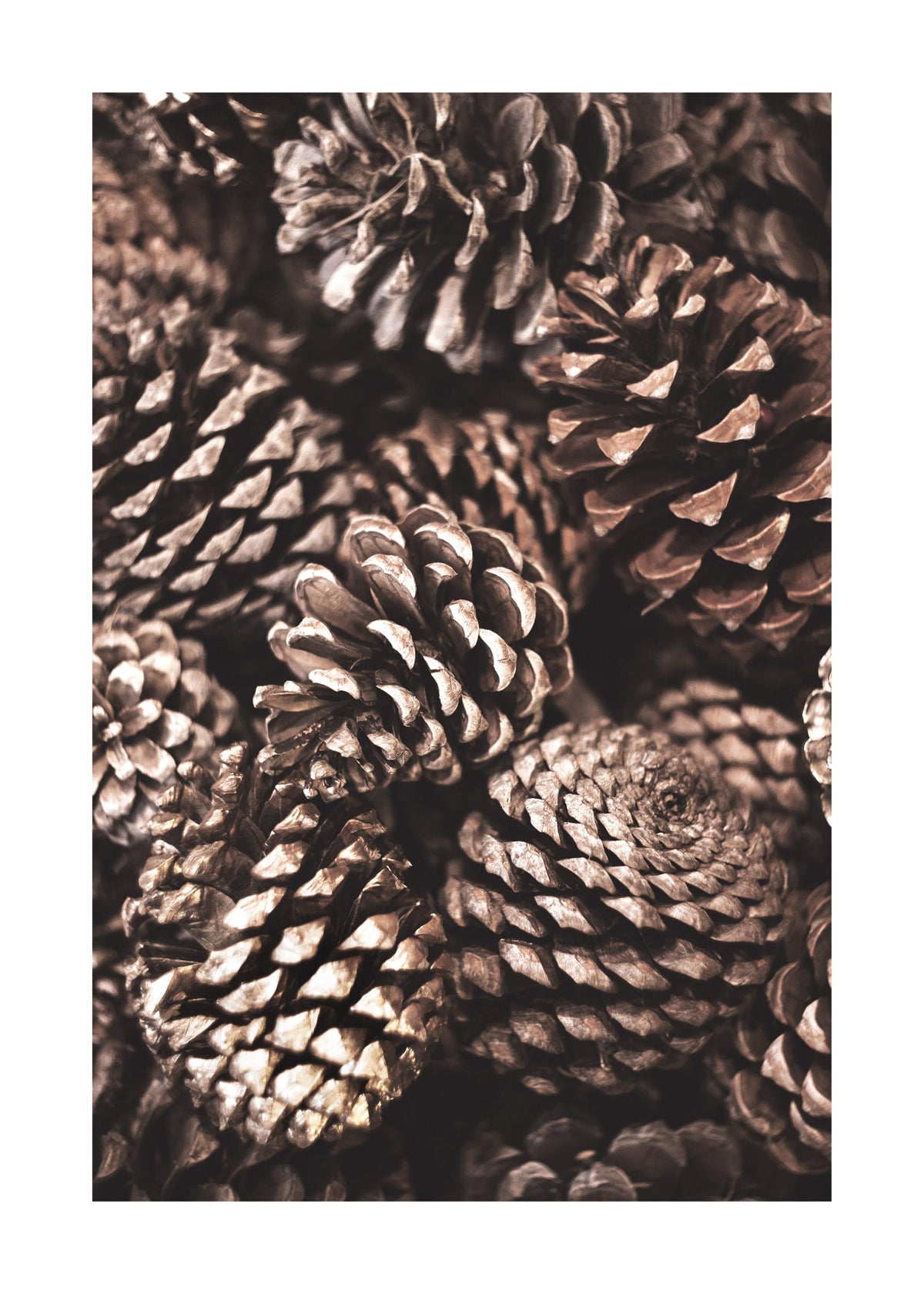 Pine Cones Print