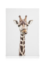 Baby Giraffe Canvas print