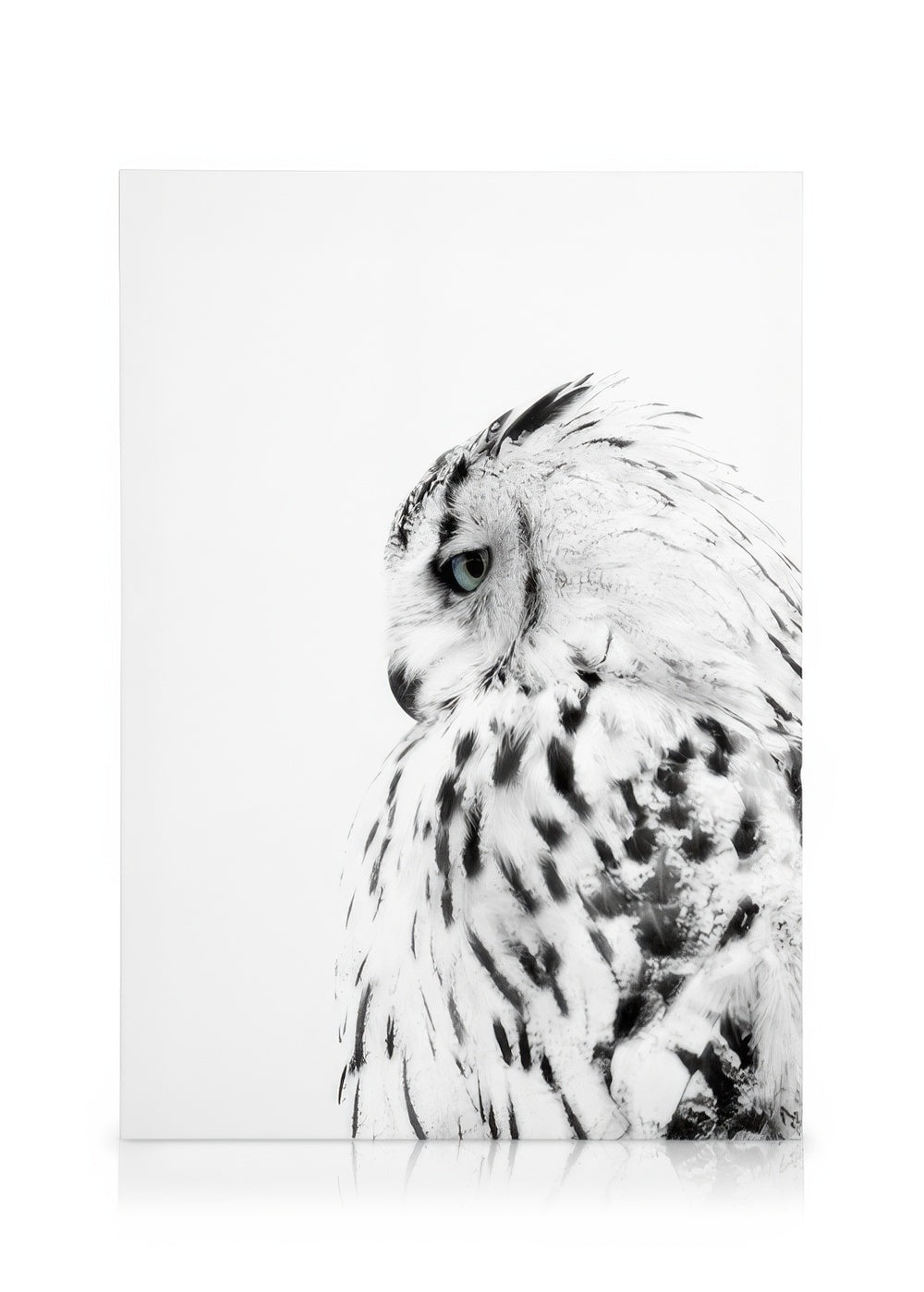 White Owl, Canvas print
