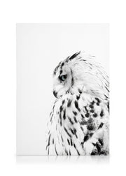 White Owl, Canvas print