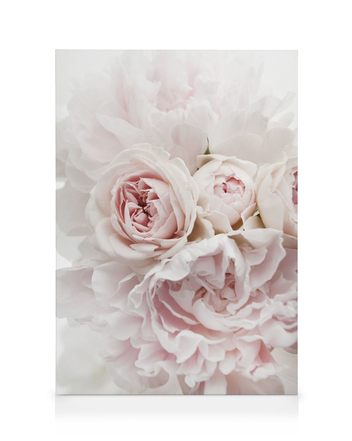 Peonies and Roses Canvas print