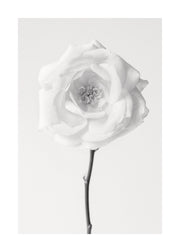 Still Life Rose No1 Print