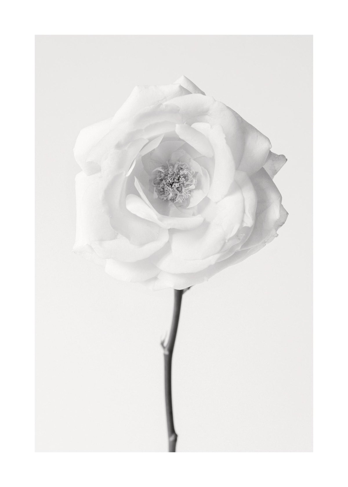 Still Life Rose No1 Print