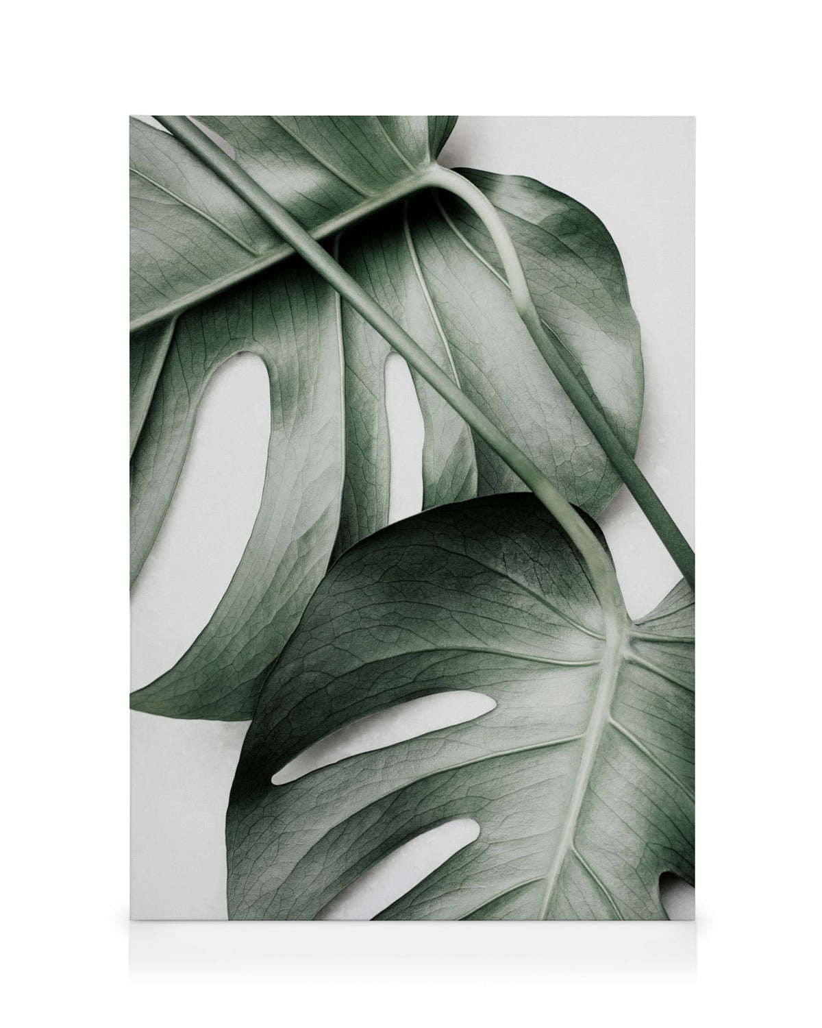 Monstera Pair Canvas print