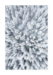 Snowy Trees Print
