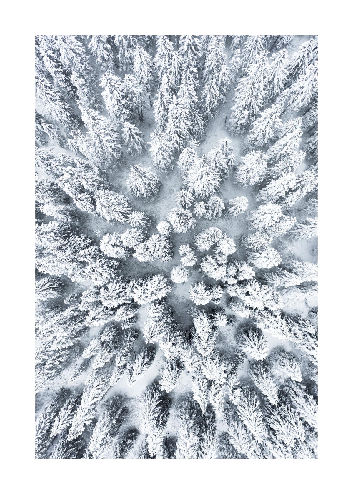 Snowy Trees Print
