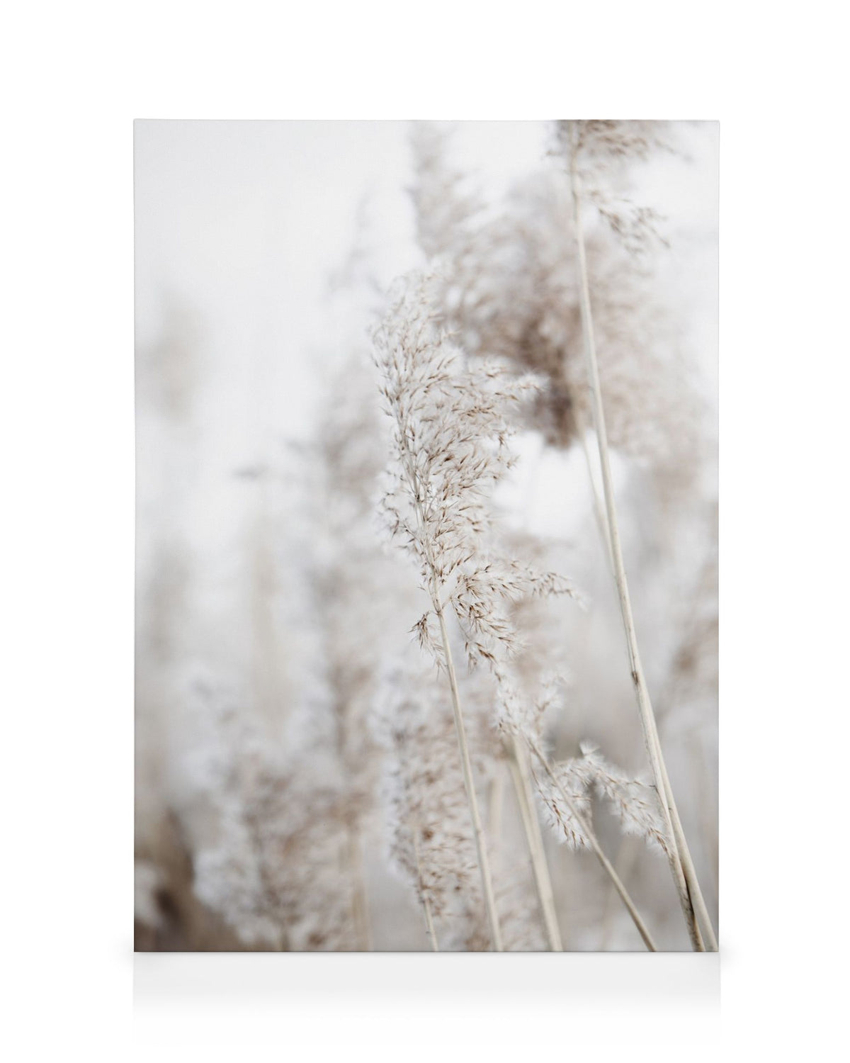 In the Reeds No1 Canvas print