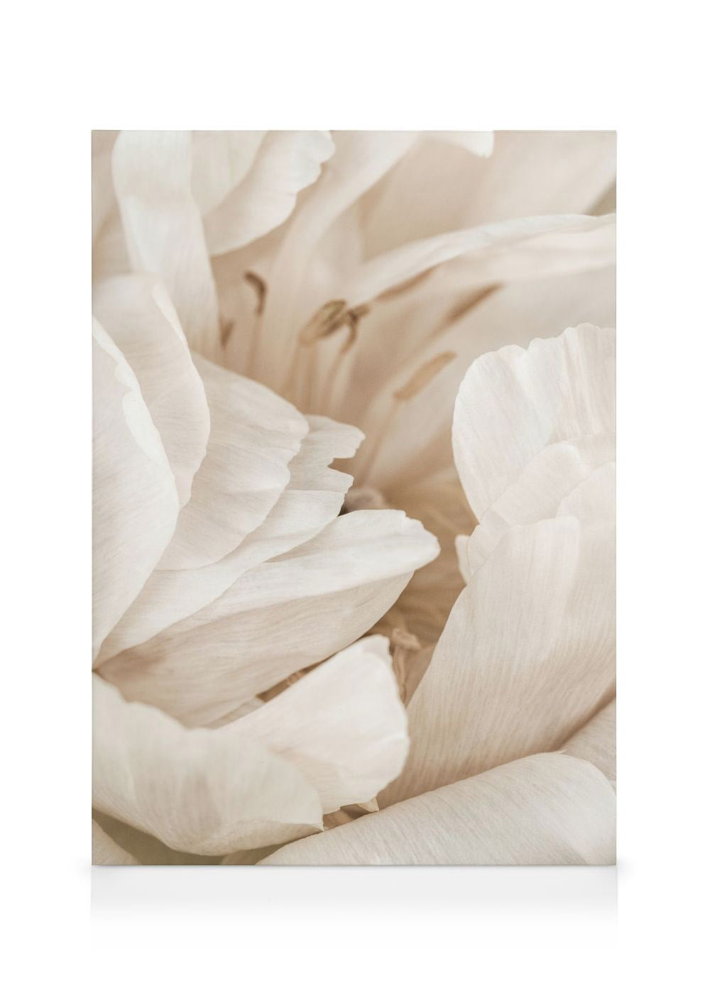 Soft Petals Canvas print