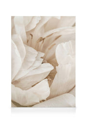 Soft Petals Canvas print