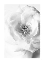 Still Life Rose No2 Print