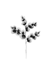 Cotton Plant, Print