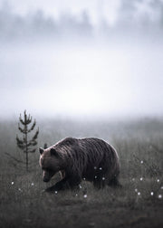 Meadow Bear Print