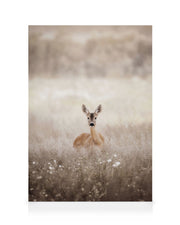 Roe Deer on a Field Canvas print