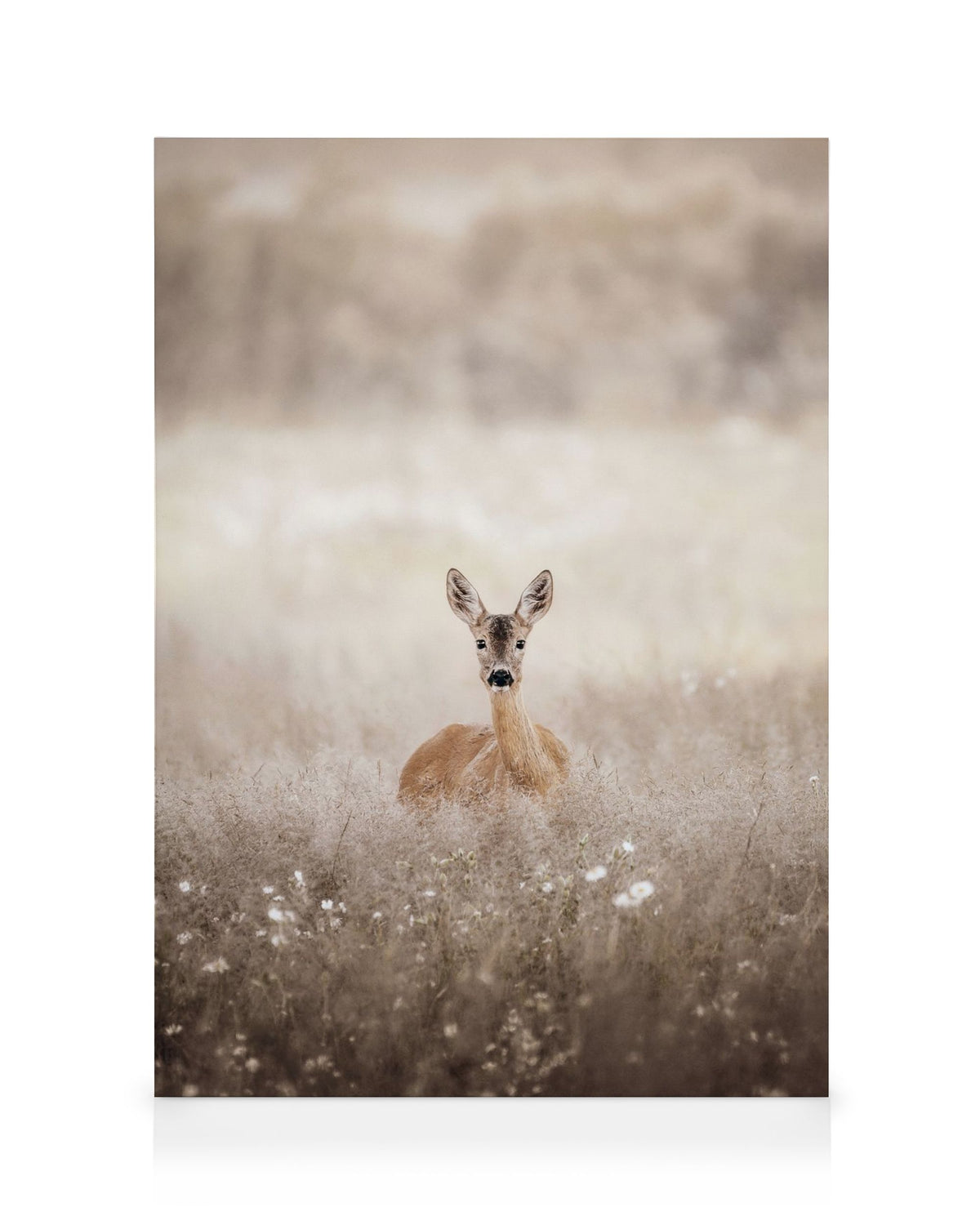 Roe Deer on a Field Canvas print