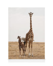 Mother and Baby Giraffe Canvas print