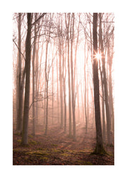 Forest in Fog Print