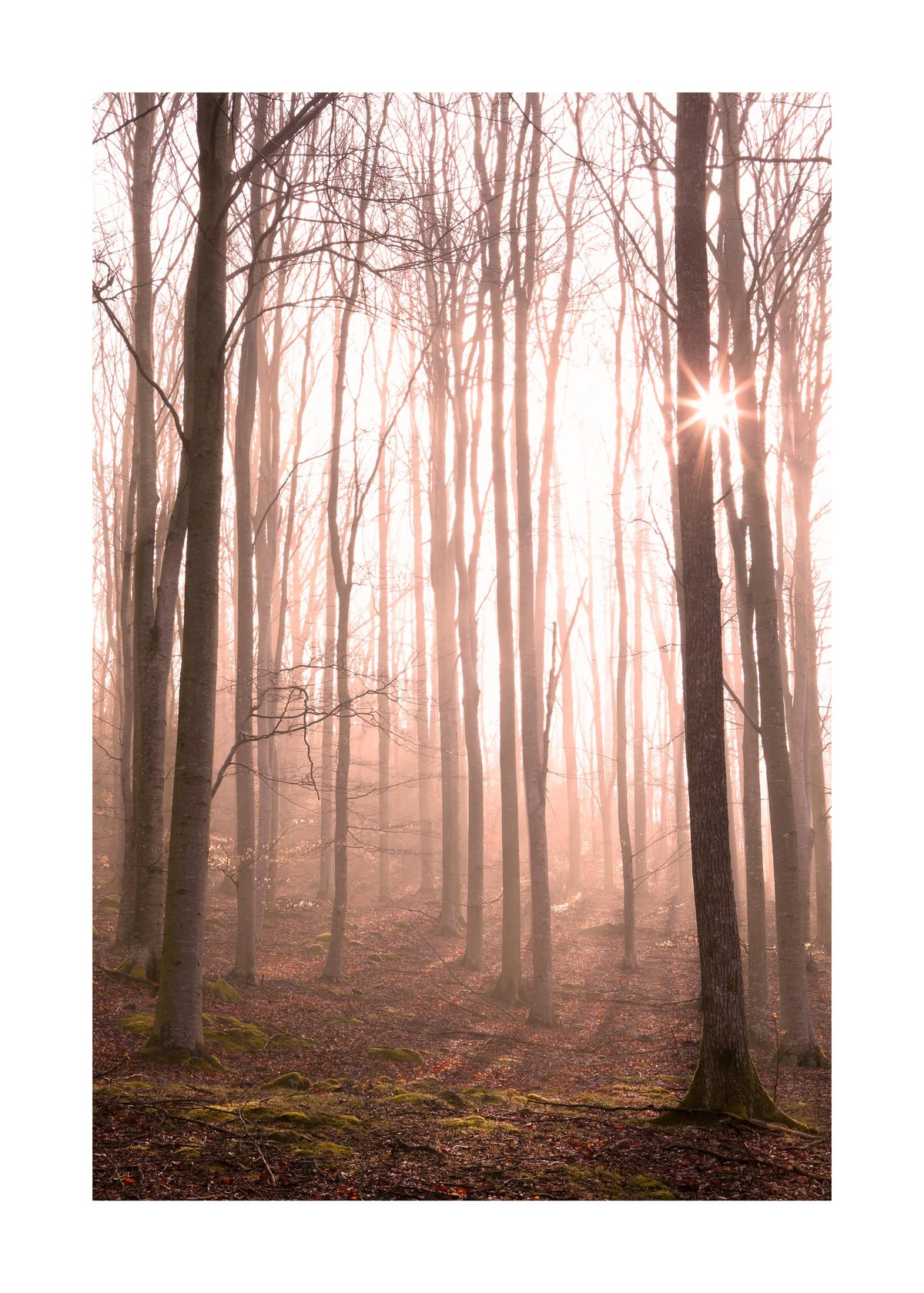 Forest in Fog Print