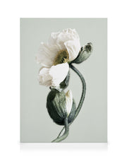 Blooming White Poppies Canvas print