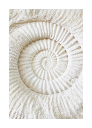 Ammonite Fossil Print