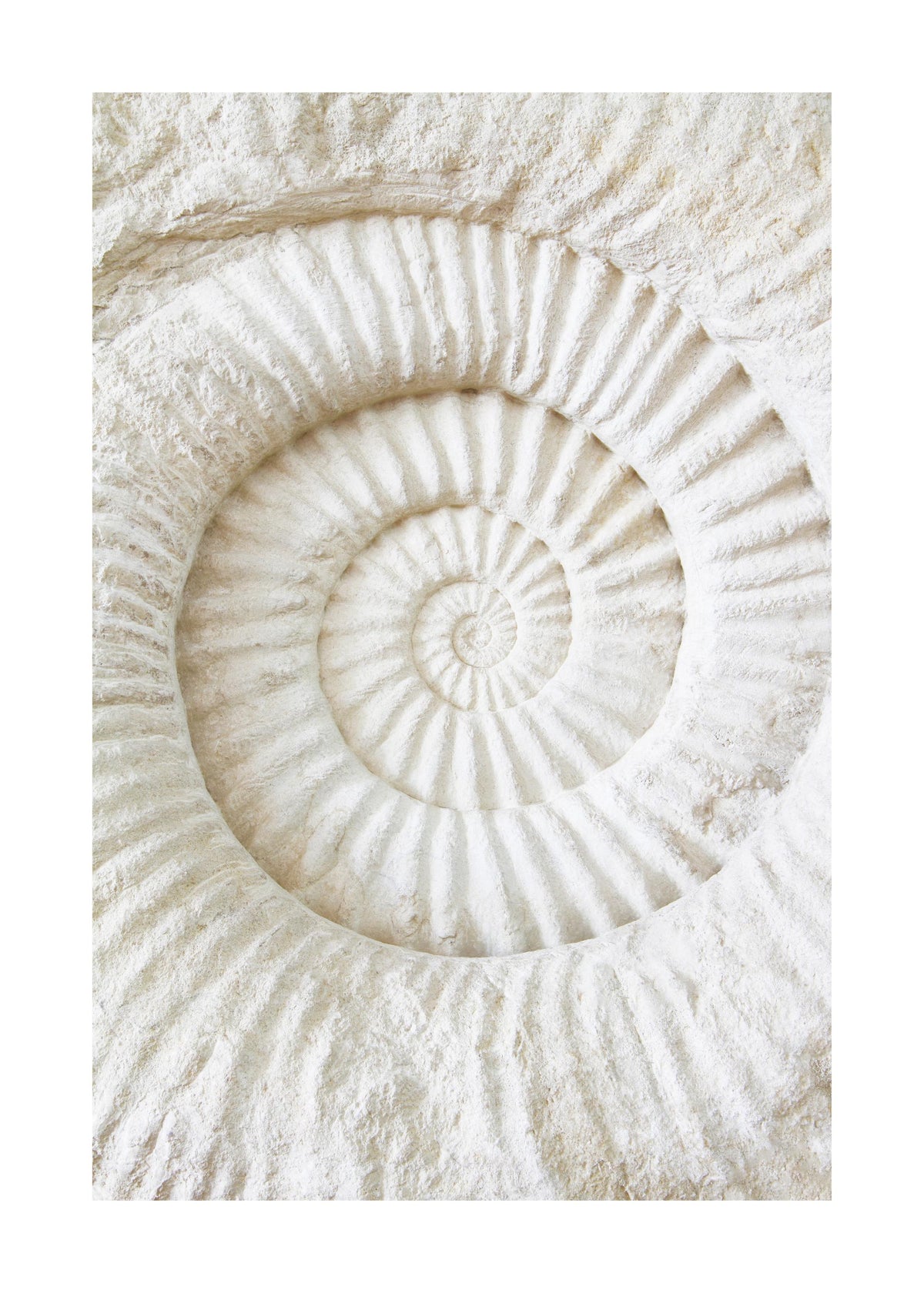 Ammonite Fossil Print