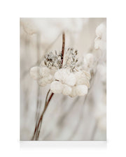 Decaying Hydrangea Canvas print