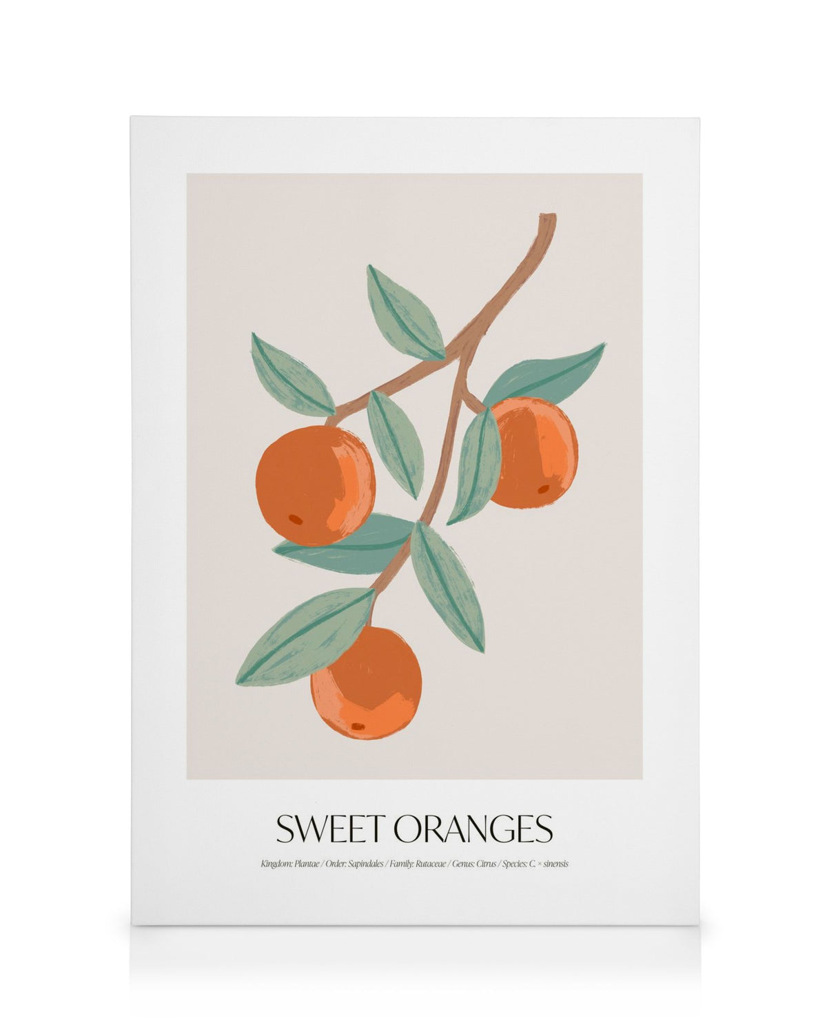 Sweet Oranges Canvas print