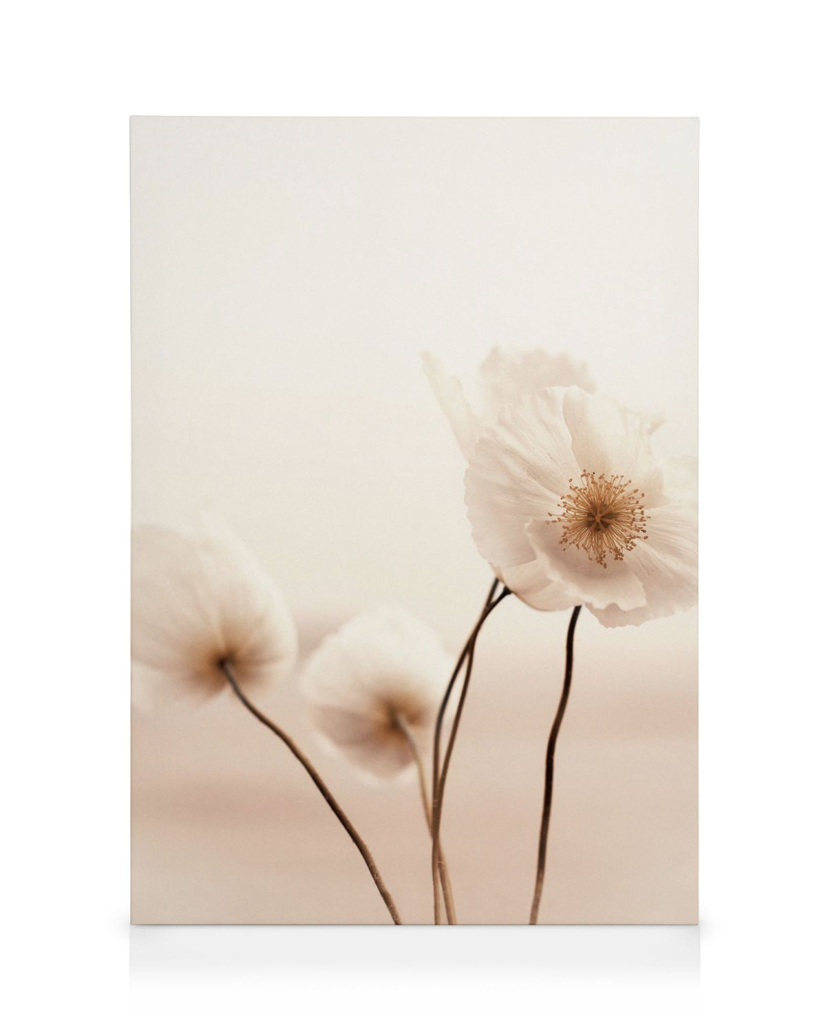Pale Poppies Canvas print