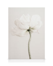 Pale Poppy Canvas print