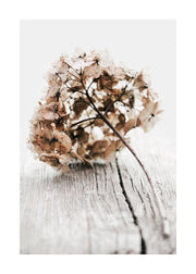 Hydrangea Twig Print